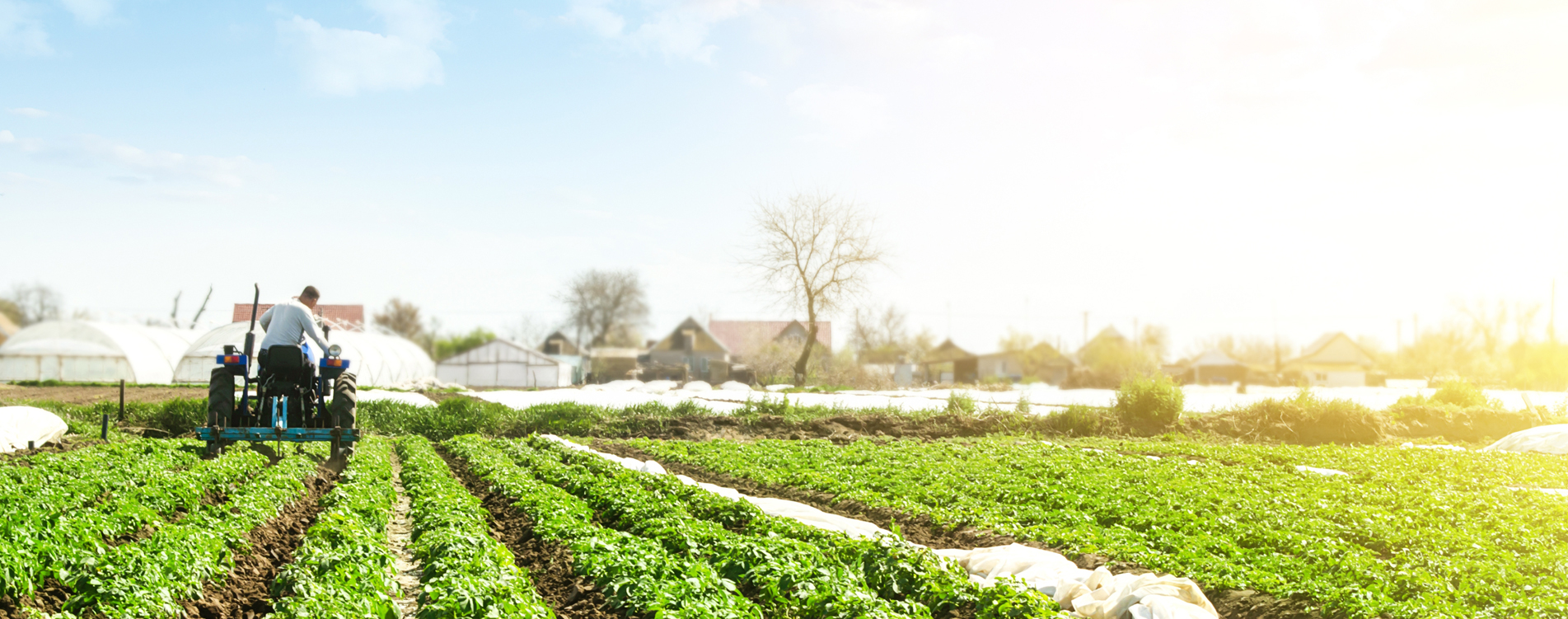 Healthy tomato plants
